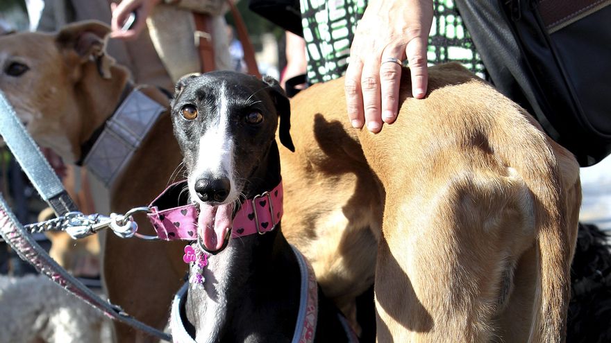 El juicio por la muerte de 39 perros de caza contra una veterinaria y sus propietarios acabó y espera sentencia