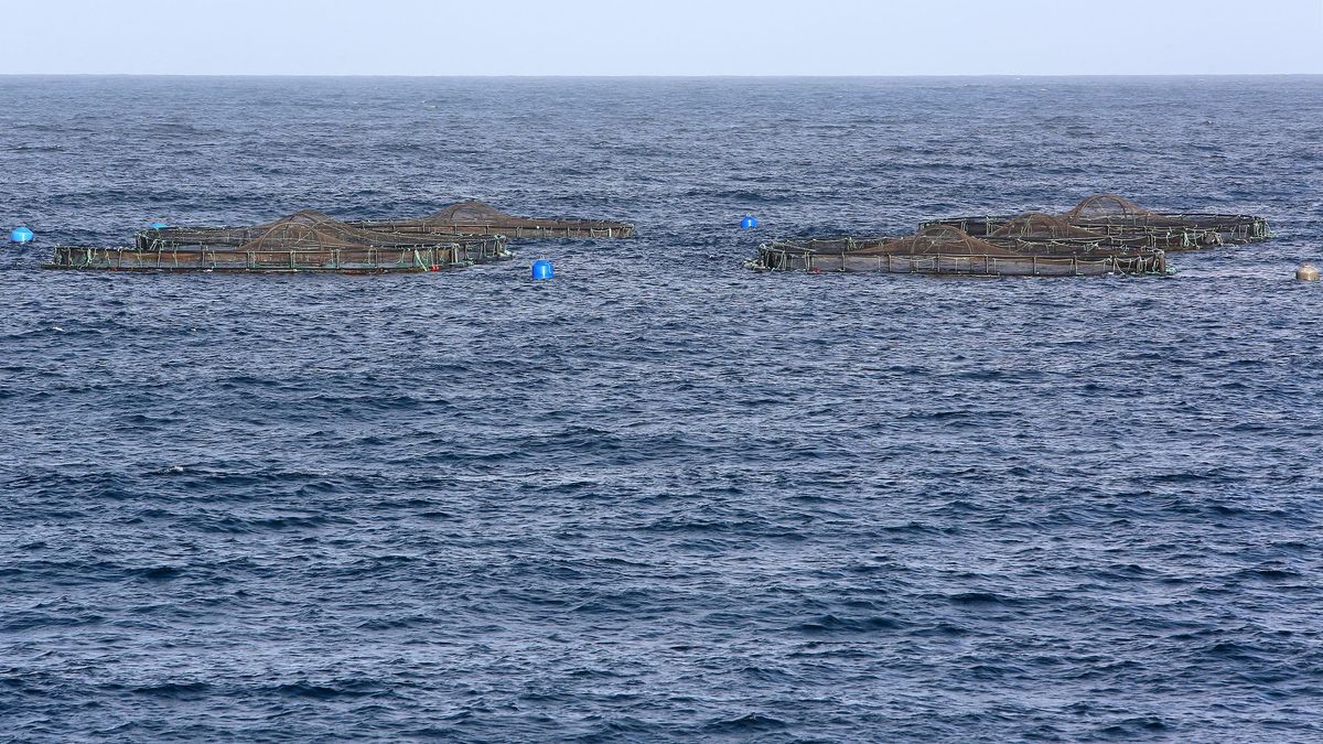 Una plataforma ciudadana exige retirar las jaulas marinas en Telde ante la contaminación en el litoral