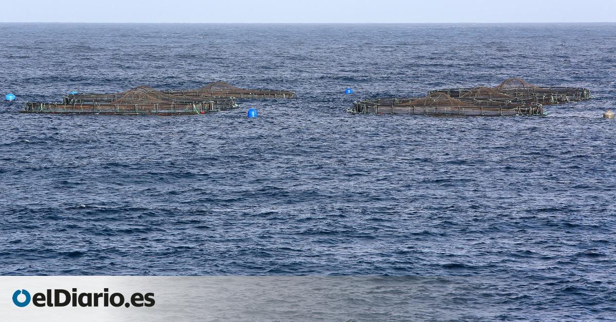 La Dirección General de Pesca asegura que las instalaciones acuícolas de Telde están en  estado óptimo 