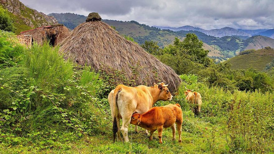 Asturias, Galicia, Cantabria y País Vasco suman fuerzas para reclamar una PAC "más flexible y real" con sus territorios