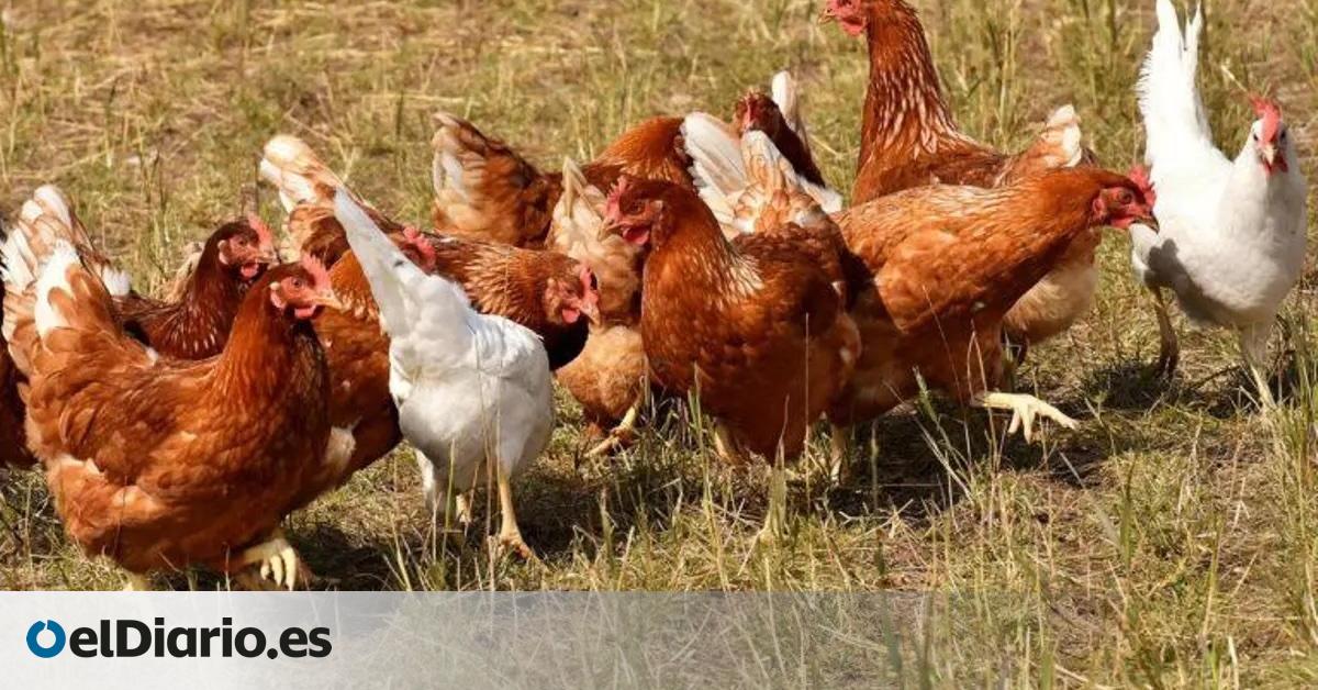 El Gobierno de España confina todas las explotaciones de aves de corral al aire libre por la gripe aviar
