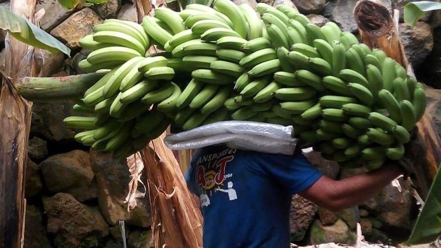 Canarias cierra el verano con más destrucción de plátano y ya suma en el año una ‘pica’ aprobada de 13 millones de kilos