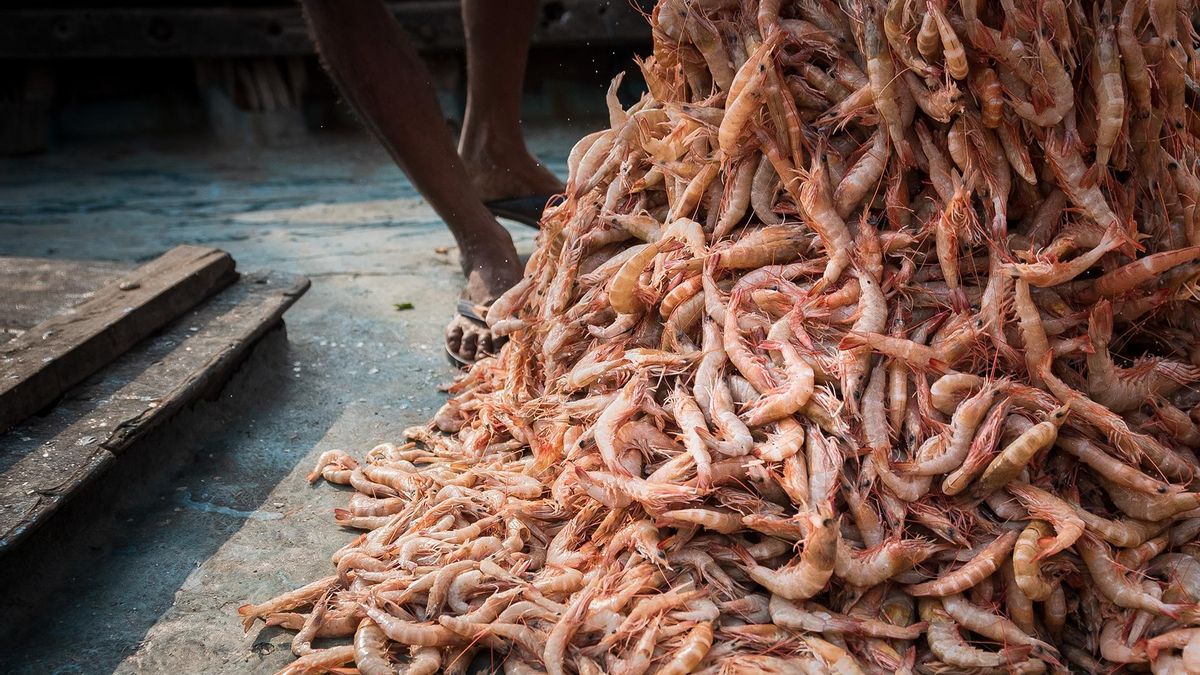 27 billones de razones para ver 'Seantience' esta Navidad