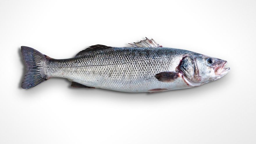 Lubina Aquanaria en su esplendor