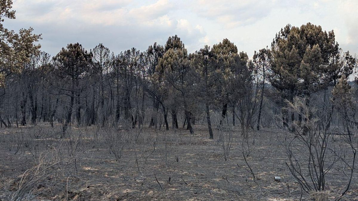 Pinares quemados este verano en la provincia de León