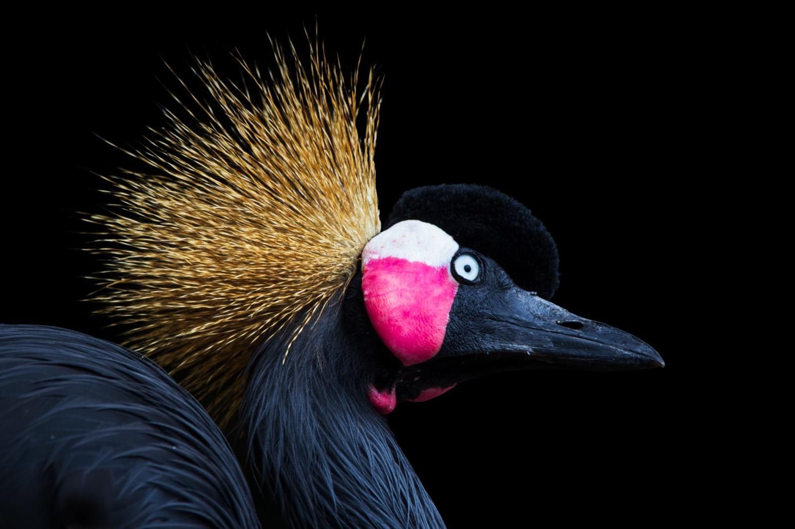 Grulla coronada roja.Ruth y Jeromy/Grupo Fotográfico Snouppets