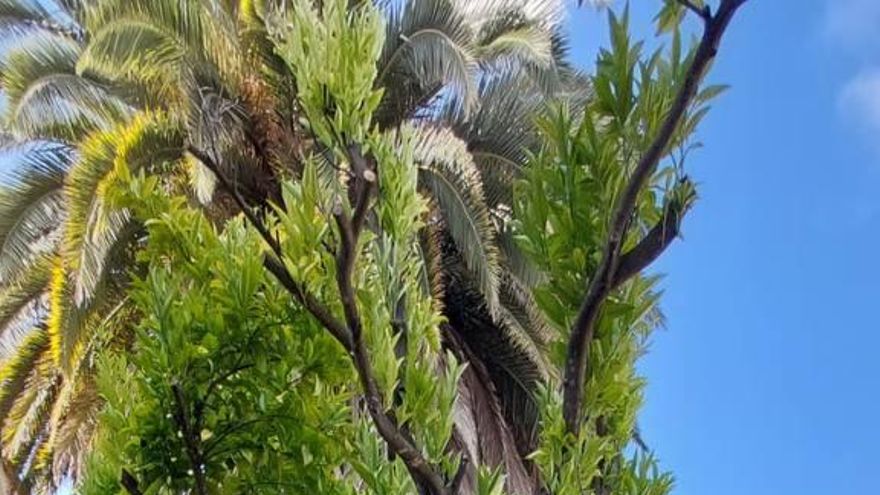 José Miguel Bravo de Laguna será alcalde de Santa Brígida a tiempo compartido tras pactar con Ando Sataute y PSOE