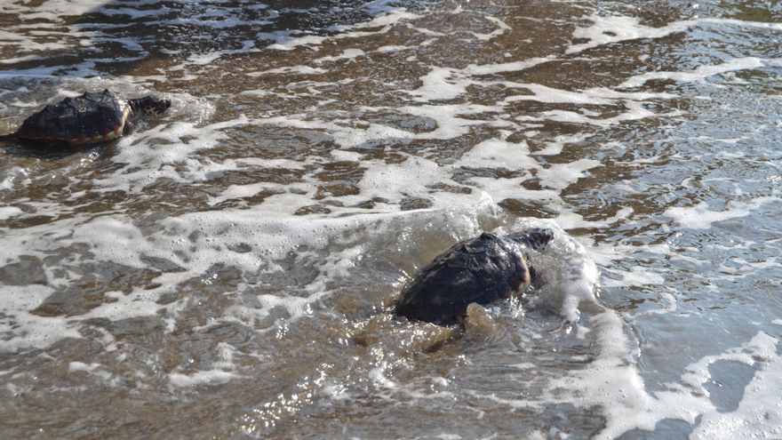 Suelta de tortugas en Marbella