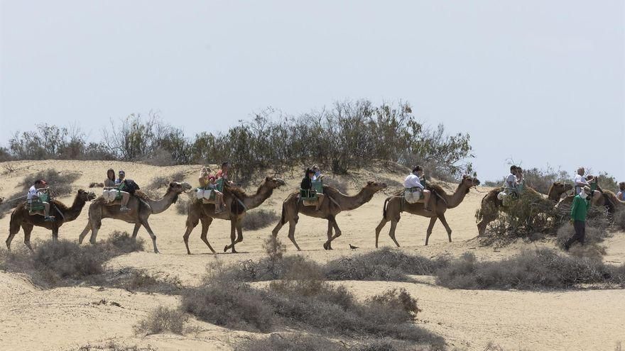 El paseo en camello cuesta entre 10 y 15 euros por una media hora