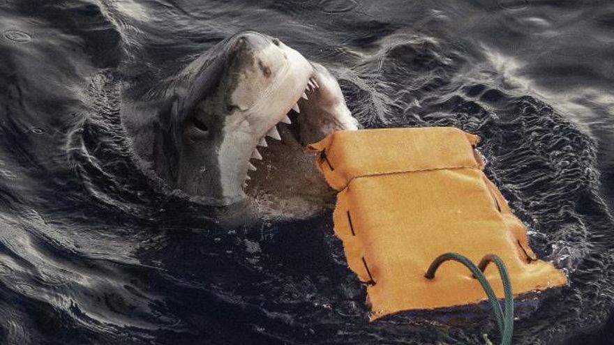 Un nuevo neopreno logra resistir mordiscos de tiburón blanco en mar abierto
