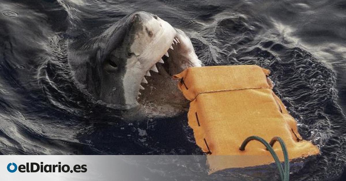 Un nuevo neopreno logra resistir mordiscos de tiburón blanco en mar abierto