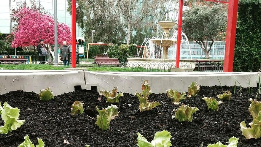 Plantación en el huerto de Enrique Herreros en 2018