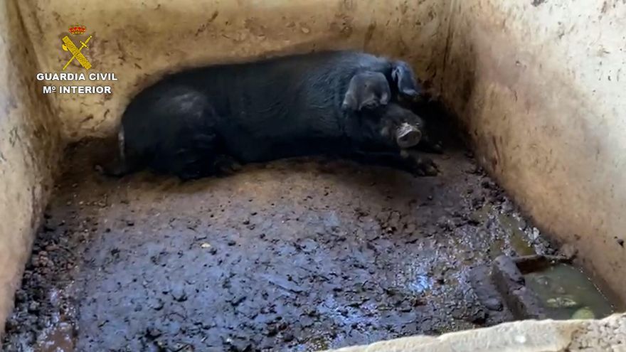 Uno de los animales encontrados en la inspección a la explotación ganadera