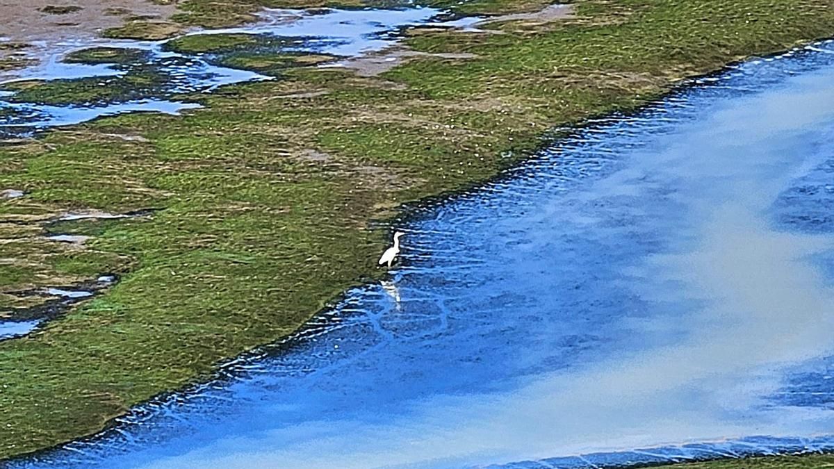 Aves en el embalse de Selga de Ordás, con poca agua.