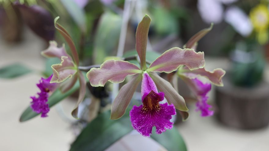 La búsqueda de la orquídea ideal, un certamen de belleza entre 900 plantas en Panamá