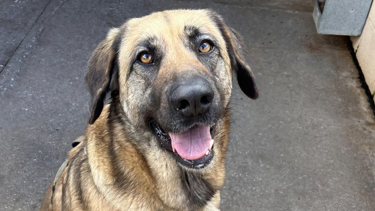 Albina busca una familia que la cuide