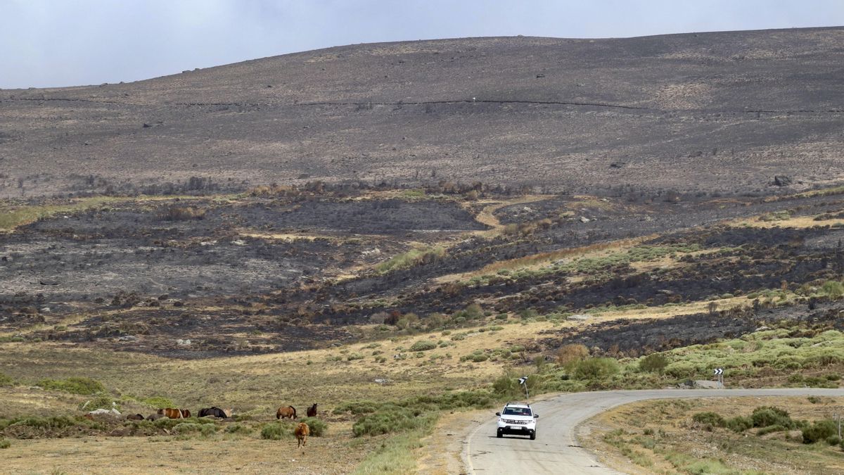 El incendio forestal de Porto (Zamora) baja a nivel 1 de gravedad potencial ante una evolución favorable. Lleva activo 16 días, ha pasado a Ourense y León y amenazó el Parque Natural del Lago de Sanabria.