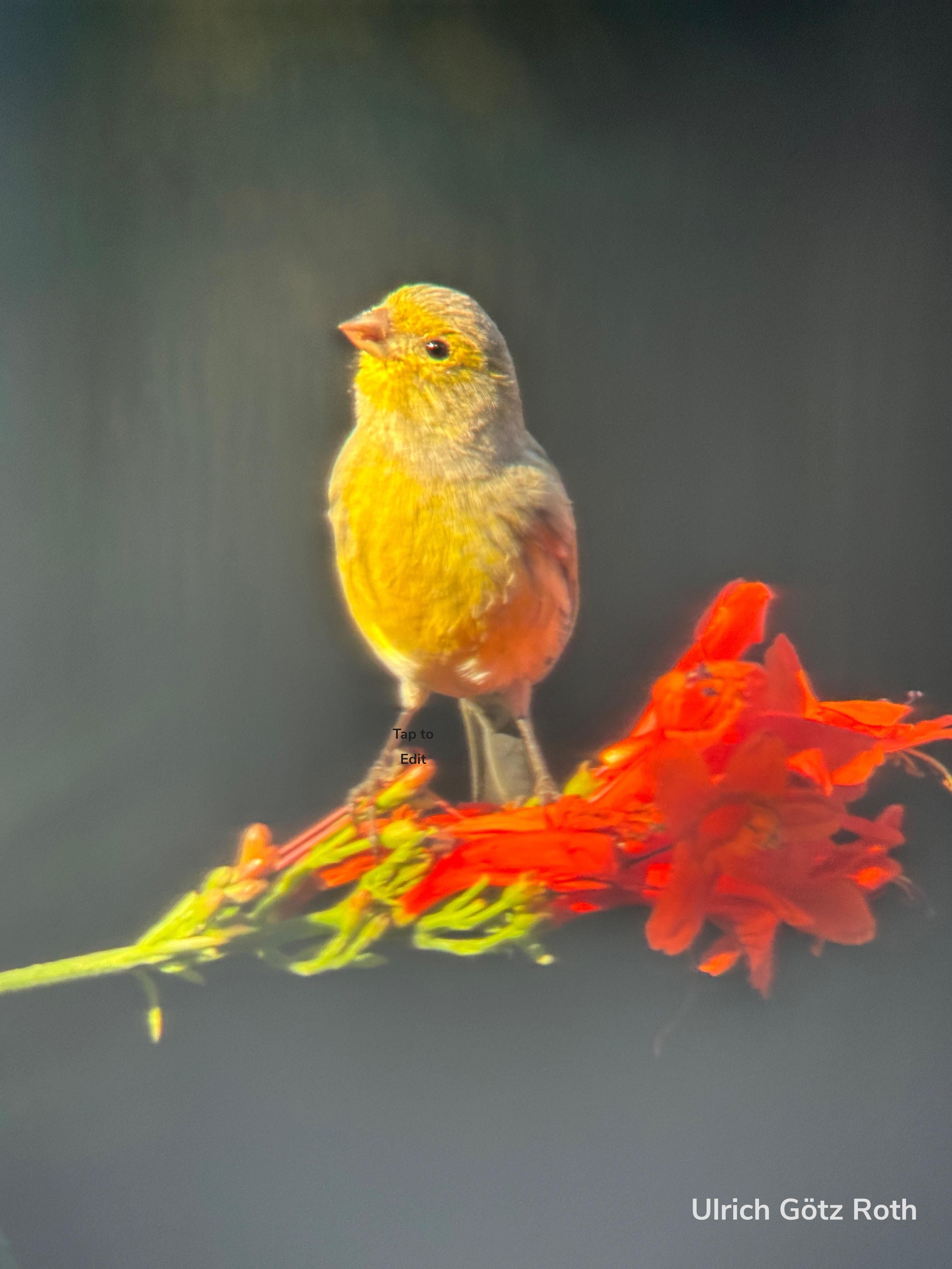 'Serin canario' en flor roja.  ULRICH G. ROTH