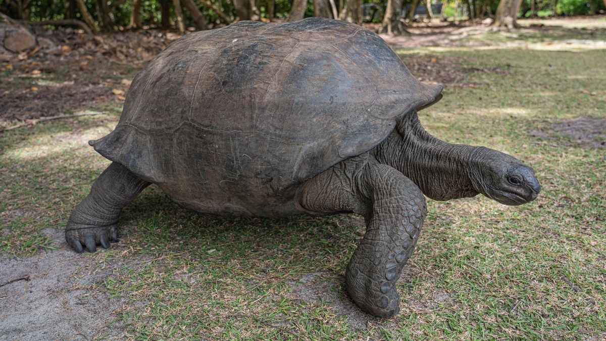 Las tortugas gigantes de Seychelles superan en número a la población humana que vive allí