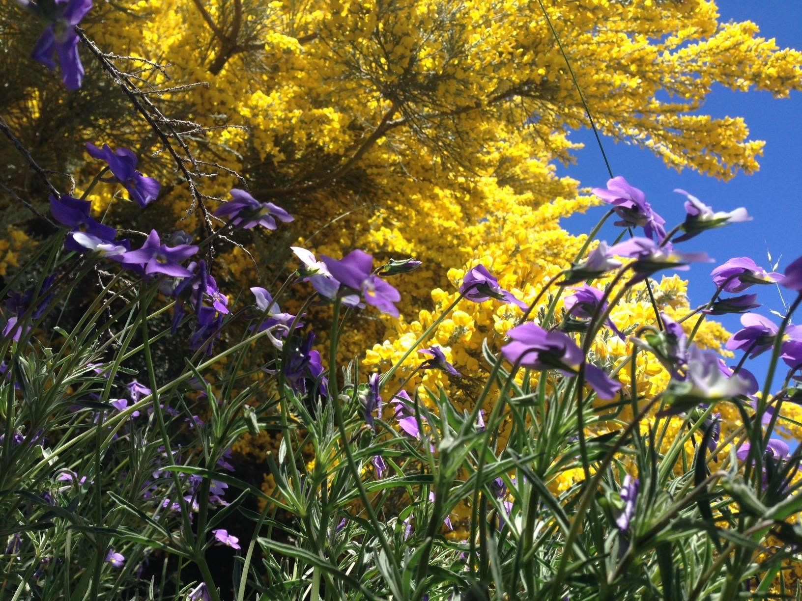 Plantas de Viola palmensis (pensamiento de cumbre) en flor bajo un ejemplar de Genista benehoavensis (retamón). Foto: Parque Nacional.