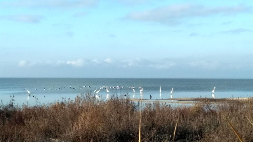 Vista de la costa del parque ucraniano de Tuzlivski lymany, una reserva natural cuya biodiversidad está siendo golpeada por la guerra en Ucrania y donde un equipo de biólogos ha detectado la muerte de miles de delfines