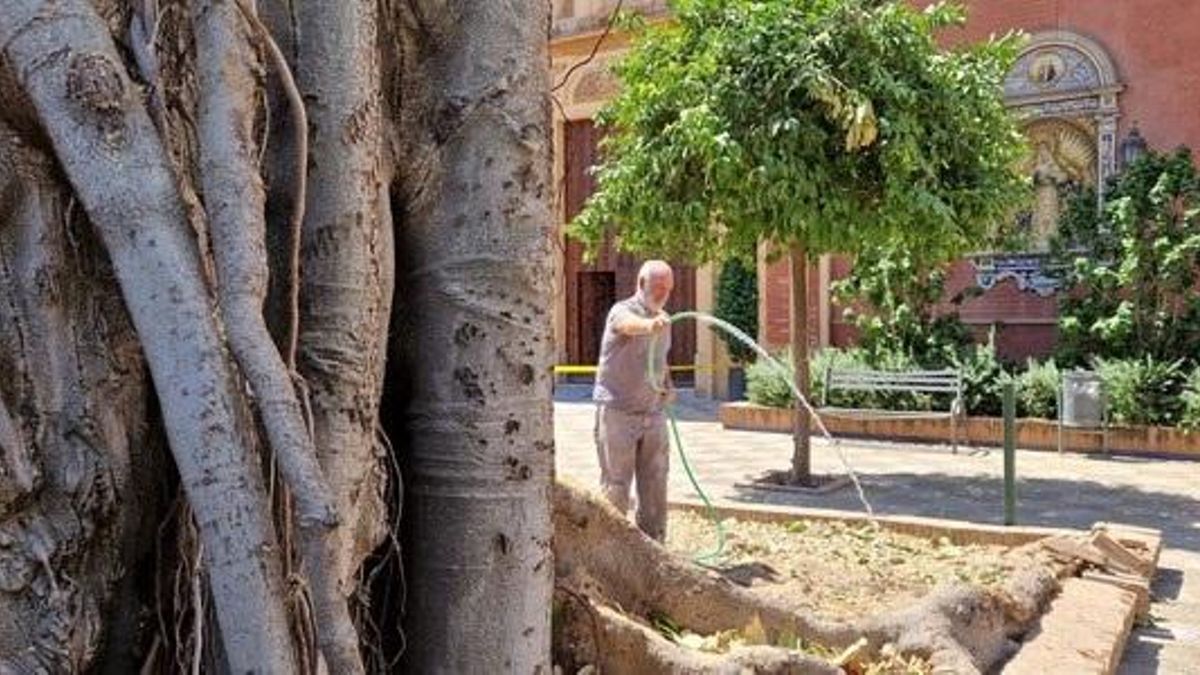 Labores de riego al ficus de la parroquia de San Jacinto.