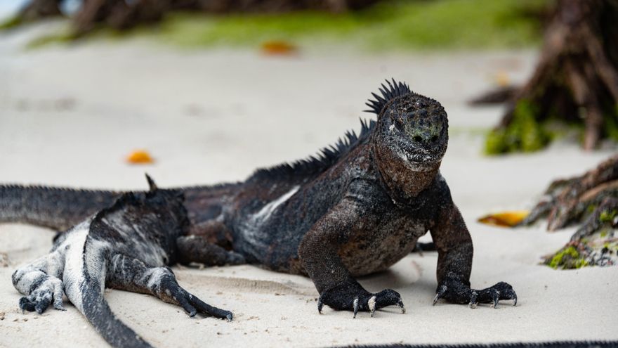 El Niño y el tráfico ilegal ponen en jaque a las iguanas marinas de Galápagos