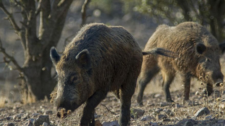 The state found eight more dead wild pigs in the swine fever outbreak area