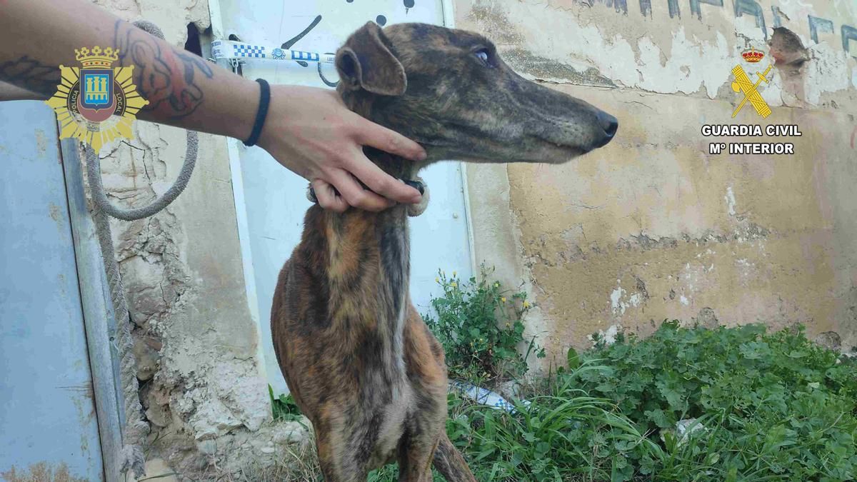 Investigados dos jóvenes de Logroño por tener a tres galgos en un corral ruinoso y en estado extremo de desnutrición