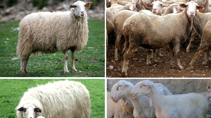 Una "copia de seguridad" genética para preservar las razas de ovejas autóctonas