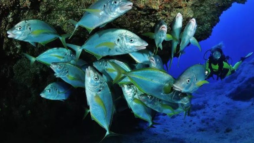 La pesca compatible con el Parque Nacional Marino  de El Hierro: la artesanal sí, pero la recreativa no
