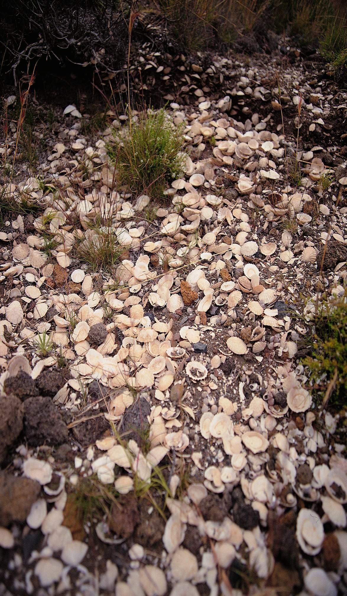 Yacimiento de malacofauna en El Hierro, isla en la que el consumo de recursos marinos fue muy importante.
