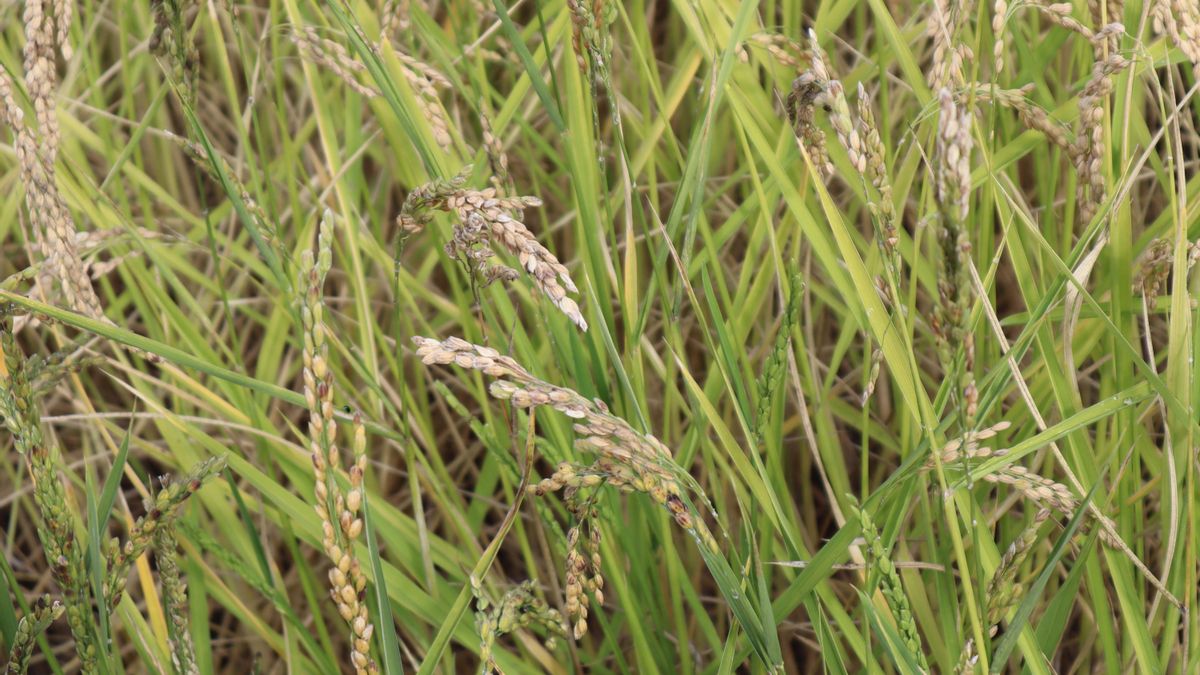 Campos de arroz