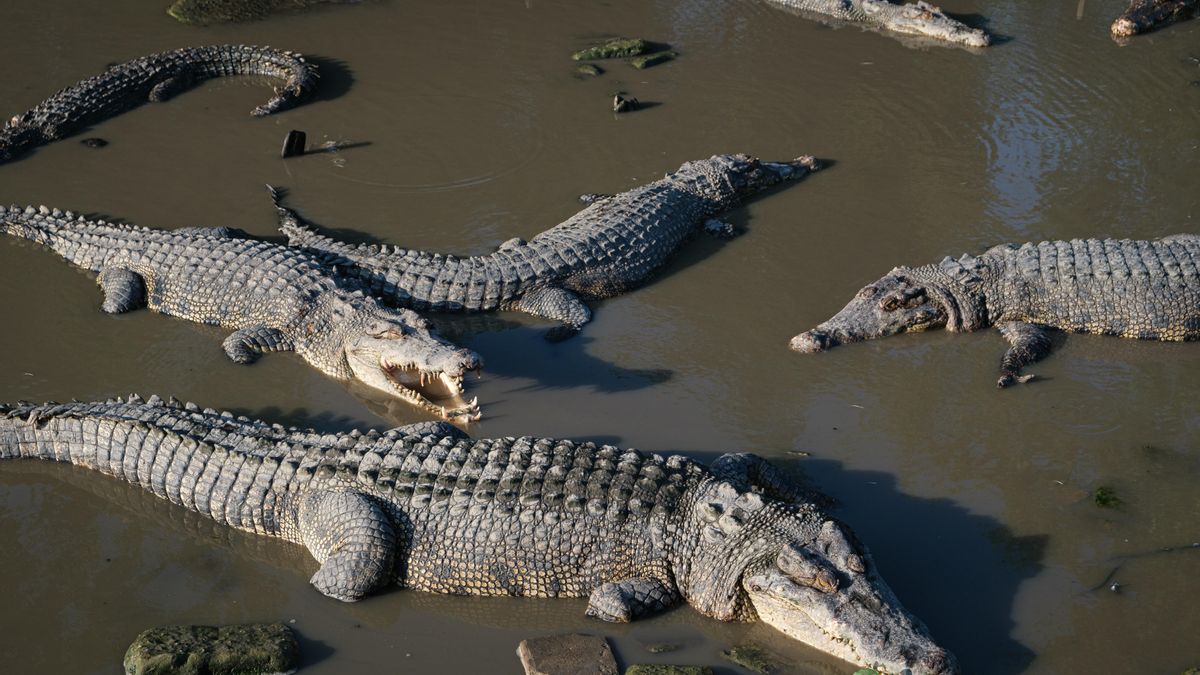 La nueva capital de Indonesia, contra los cocodrilos