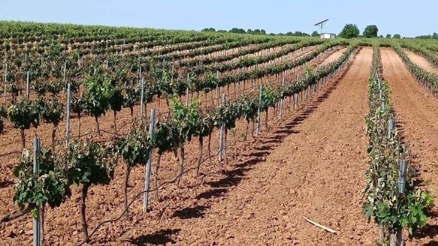 Los agricultores y ganaderos de Castilla-La Mancha recibieron 84,8 millones en indemnizaciones en 2024