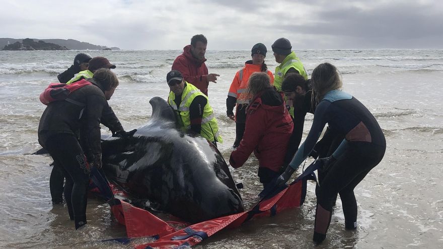Las ballenas se encuentran en la bahía de Macquarie, en la costa oeste de Tasmania, donde las autoridades informaron el martes de 270 ballenas varadas, de las que un tercio murió y otras 25 fueron rescatadas.