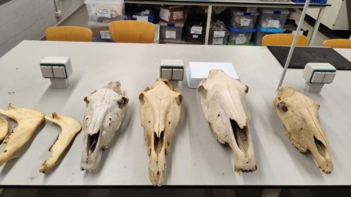 Identifican en Catalunya la mula más antigua de Europa occidental y la fecha sorprende a los científicos