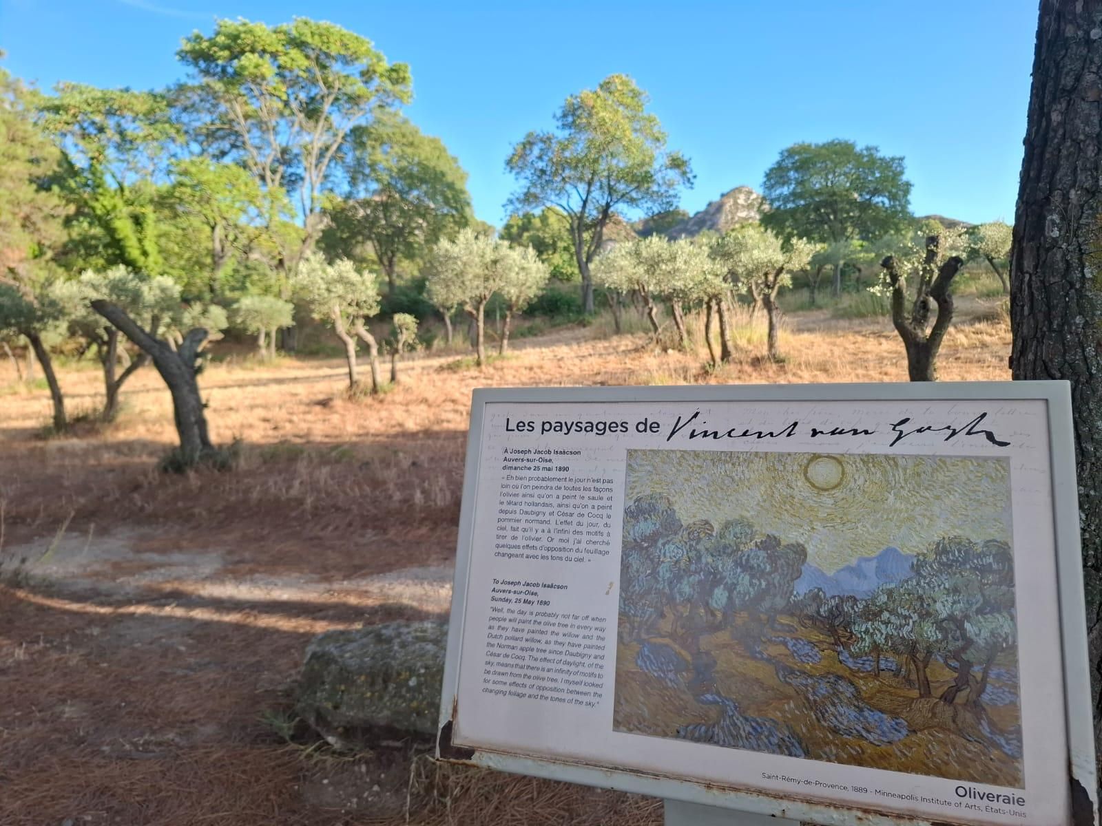 Olivar a la afueras de Saint-Rémy-de-Provence pintado por Van Gogh.