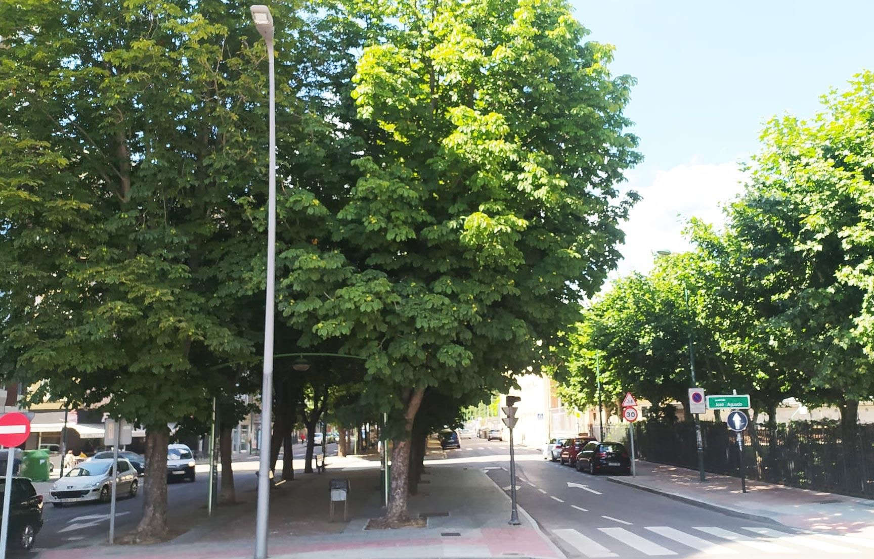 El bulevar de la Avenida de José Aguado en León está repleta de castaños.