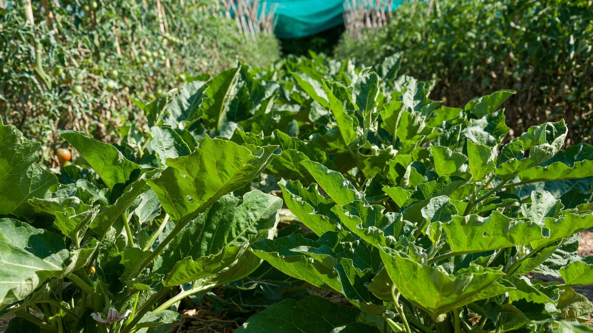 Qué plantar en tu huerta urbana en otoño: los cuidados necesarios para que la siembra funcione