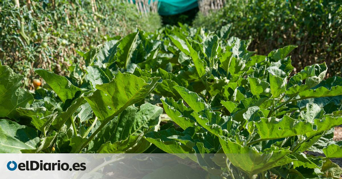 Qué plantar en tu huerta urbana en otoño: los cuidados necesarios para que la siembra funcione