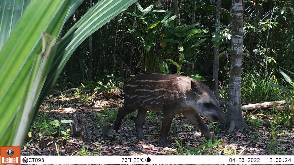 Una cría de tapir de tierras bajas capturado por las cámaras trampa. Foto: Cortesía Ángela Alviz