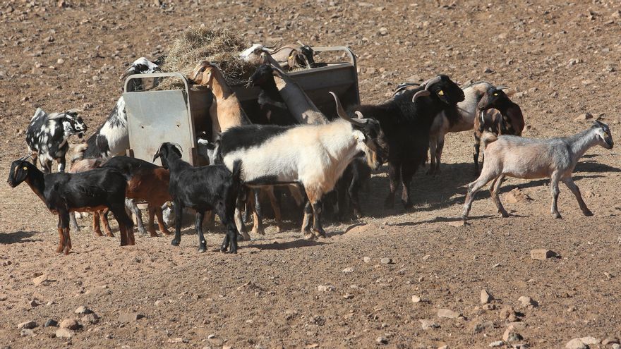 Acumular deudas y sacrificar animales para sobrevivir: el coste de piensos y forrajes asfixian a la ganadería en Canarias