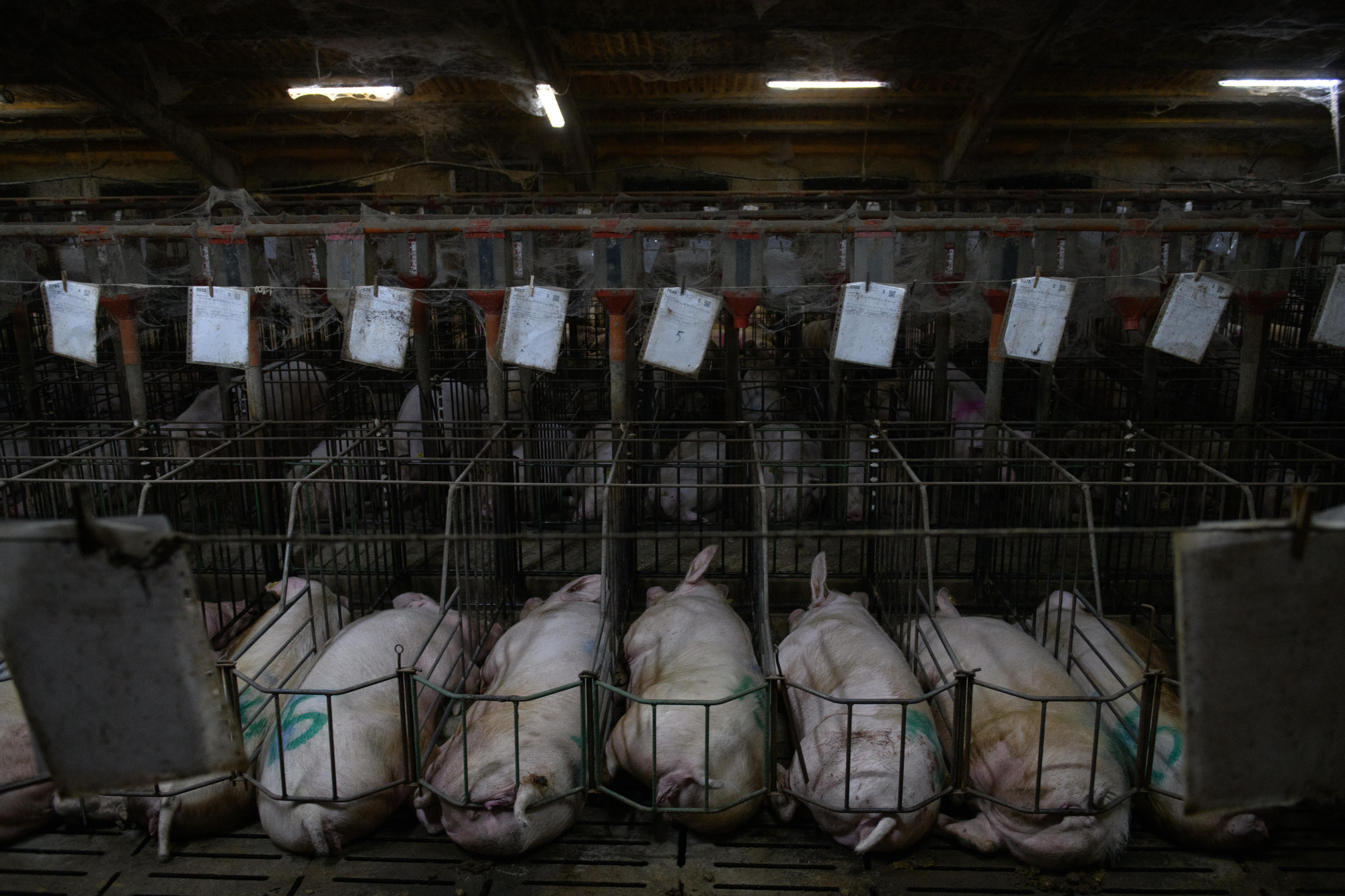 Cerdas en jaulas de gestación. Granja porcina Aragón 2025