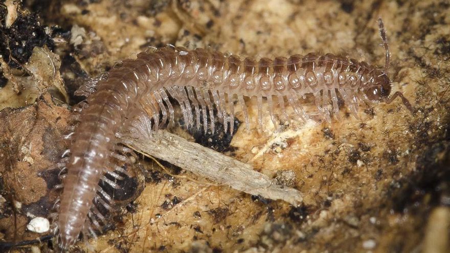Una nueva especie de milpiés escondido entre la hojarasca del bosque en el centro de la península ibérica