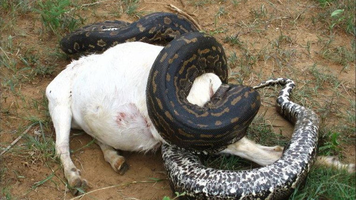 El control interno del apetito explica el interés médico en estos reptiles