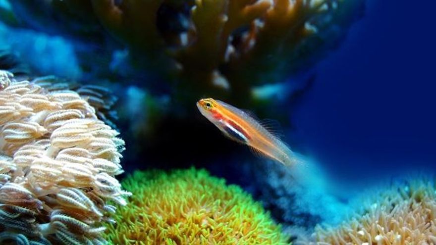 Los acuarios también pueden sufrir golpes de calor
