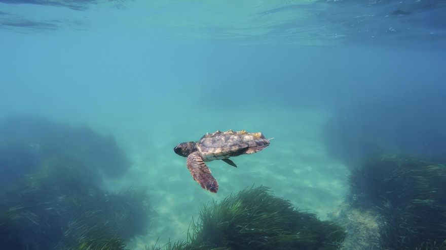 Cómo las tortugas bobas usan el campo magnético de la Tierra para volver al mismo punto años después