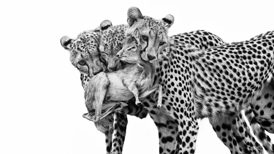 Fotógrafa española Marina Cano, preseleccionada a Wildlife Photographer of the Year 2025