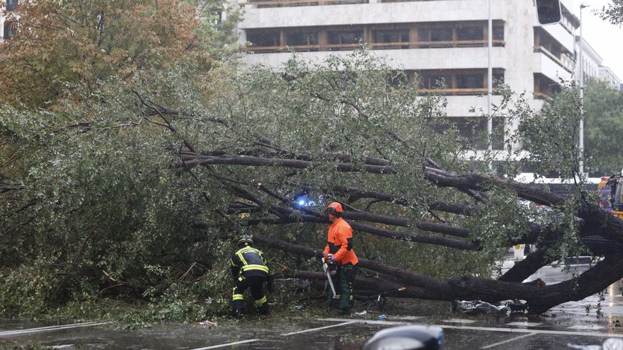 El árbol caído que mató a una joven en Chamberí pasó una revisión municipal en mayo